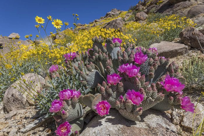 Beavertail Cactus and other wildflowers blooming in the spring of 2017 in Joshua Tree National Park - California