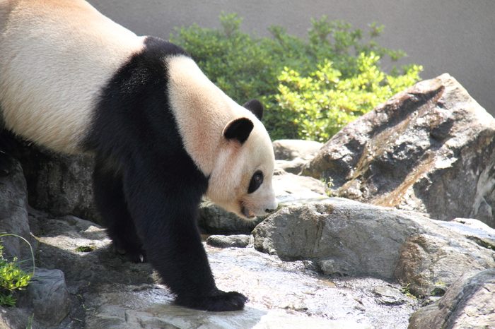 Panda walking around rocks and grasses