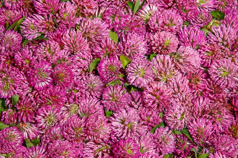 Solid background from flowers of red clover. Filmed in the Studio. Inflorescence Trifolium rubens already prepared for drying.