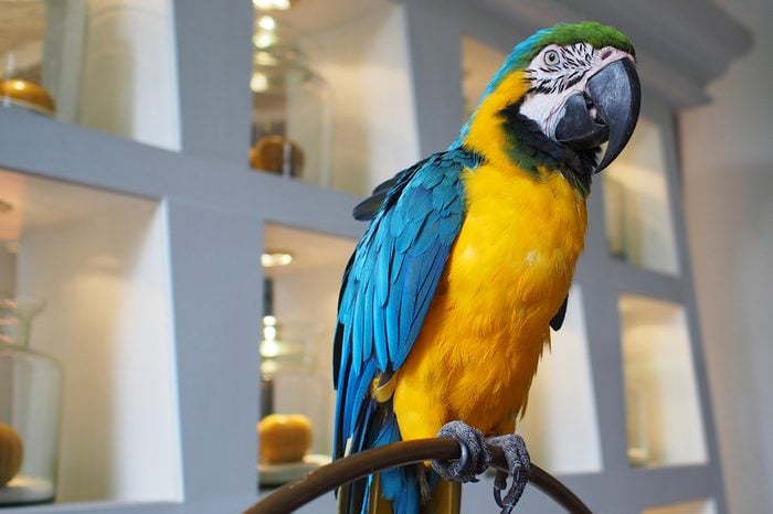 A parrot as a pet showing at a hotel lobby