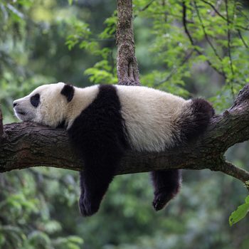 Panda Bear Sleeping on a Tree Branch, China Wildlife. Bifengxia nature reserve, Sichuan Province.