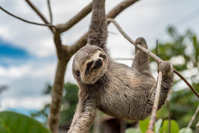 Small brown baby sloth hanging with three limbs and staring at the camera