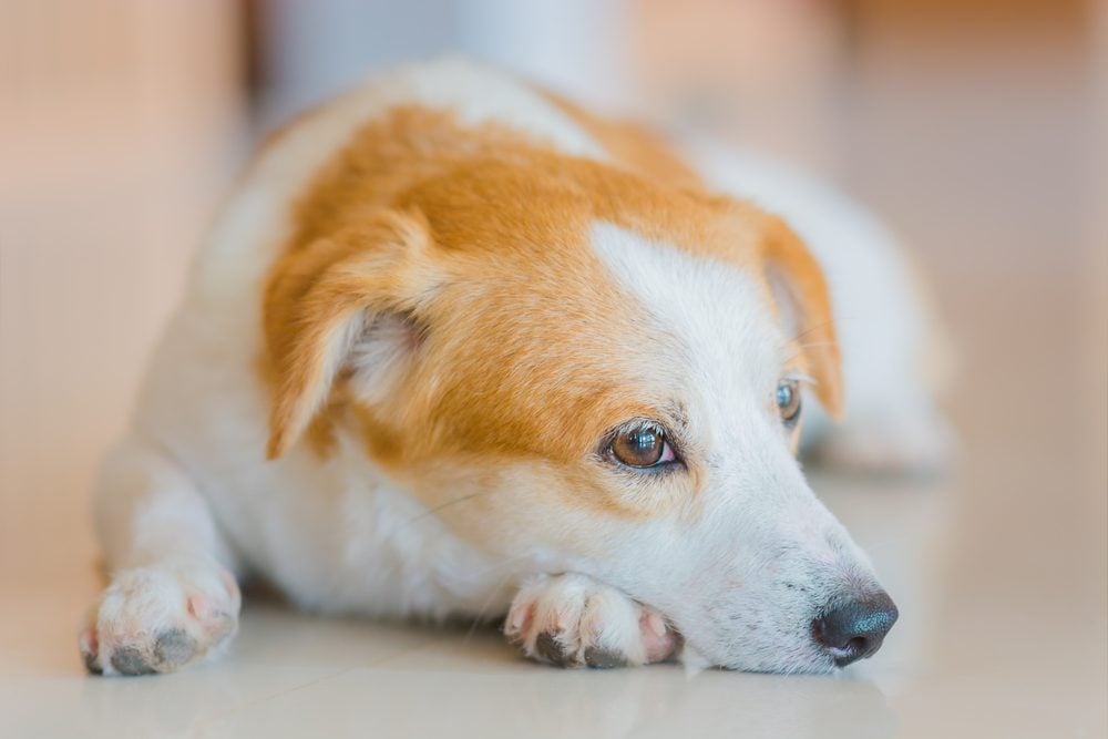 Signs Your Dog Is Secretly Mad at You | Reader's Digest