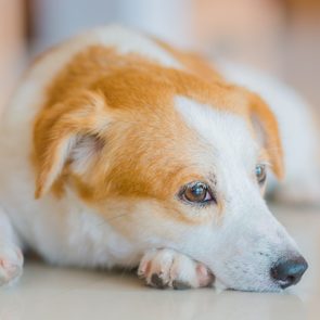 A portrait photo of a  brown and white young dog lay down on the floor. Not looking to the camera. Indoor photo.