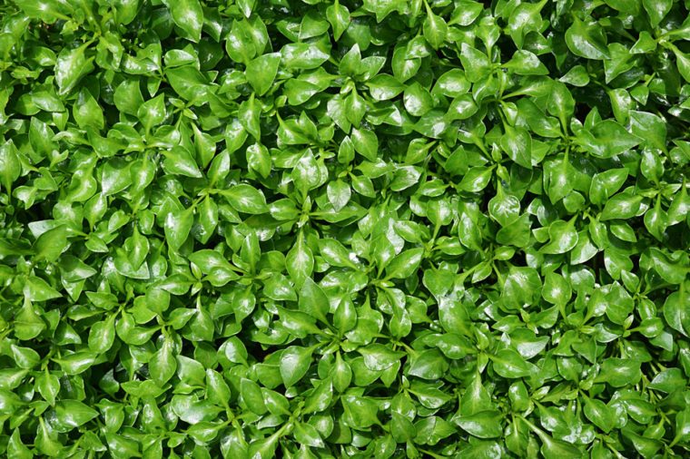 Green watercress wet leaves after watering, Fresh organic plant vegetables, Top view pattern background