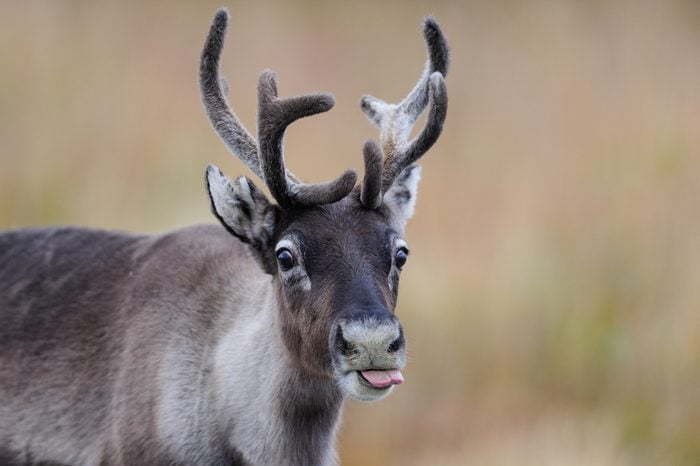 Reindeer head portrait with tongue, flatruet, sweden, (rangifer tarandus)