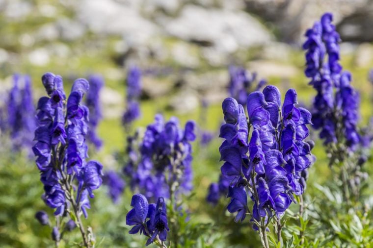 Close-up image of violet high altitude wildflowers (Aconitum napellus) against a rocky background in the Cirque de Troumouse