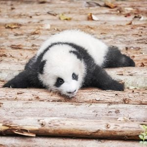 Picture of a cute giant panda baby.