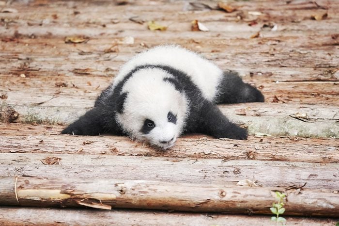 Picture of a cute giant panda baby.