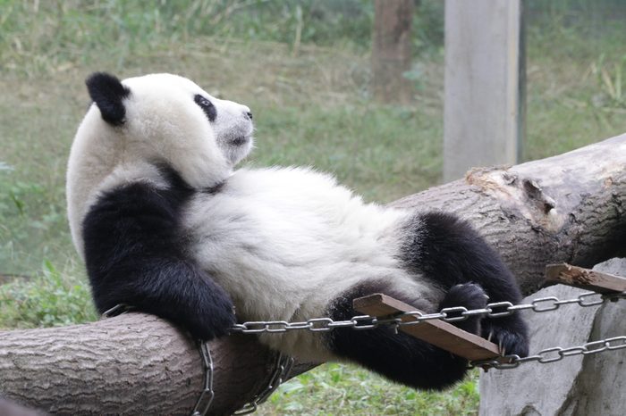 Playful Giant Panda Cub is Relaxing in the Playground