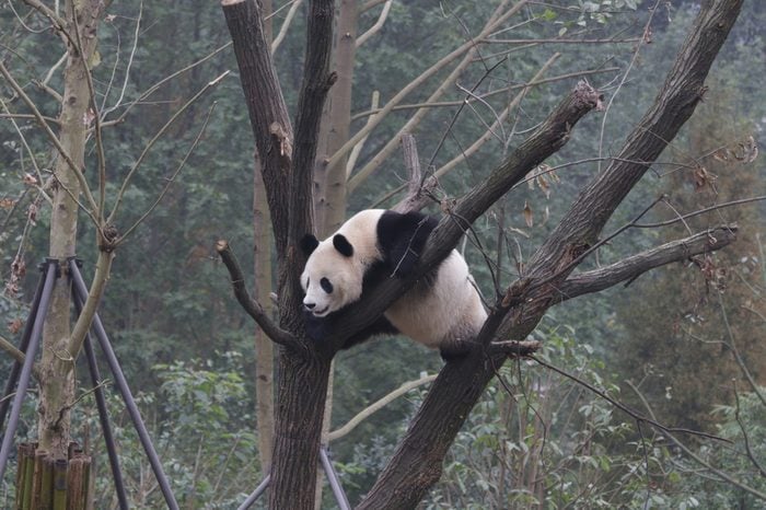 Giant Panda on the Tree