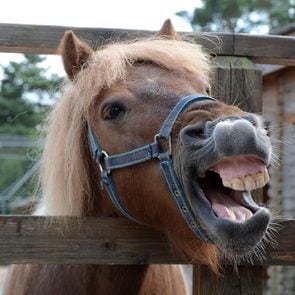 Laughing brown horse