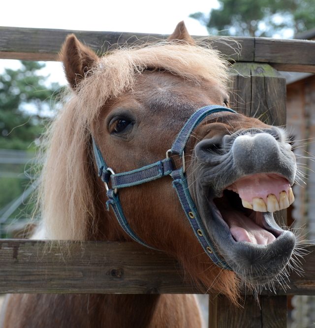 Laughing brown horse