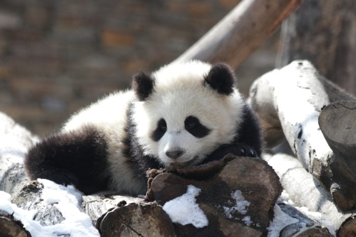 Little Giant Panda Cub is Playing in the Snow, New Wolong Breeding Panda Base, China