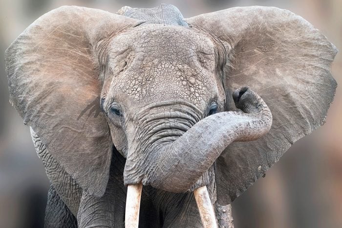 Detailed portrait of a young elephant