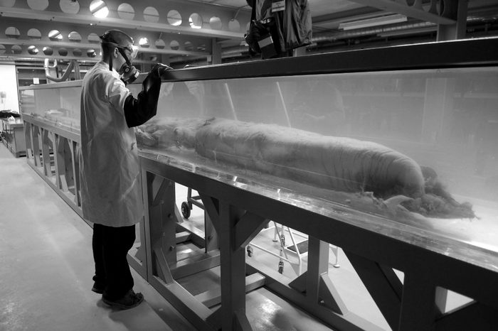 The 30ft Giant Squid is to go on display at the museum's Darwin Centre. Picture with Mollusca Curator, Jonathan Ablett