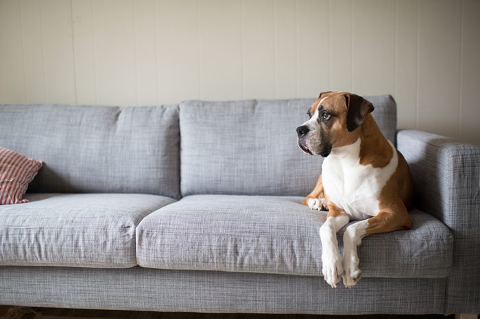 Boxer Mix Dog Laying on Gray Sofa at Home Looking in Window