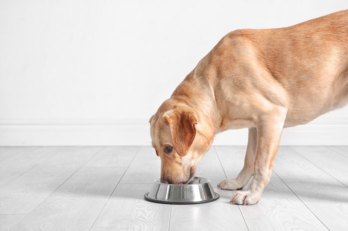 Cute Labrador Retriever eating from bowl at home