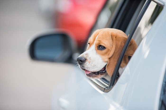 beagle dog, beagle dog on car windows
