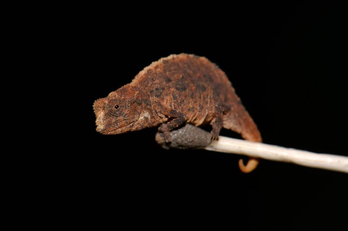 Male dwarf chameleon