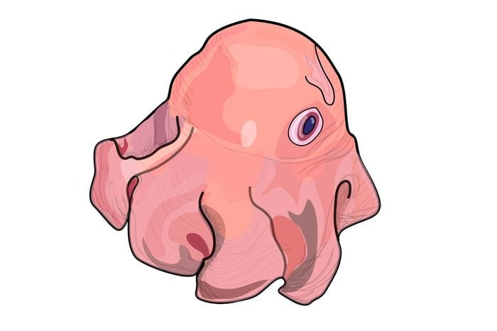 Flapjack-octopus