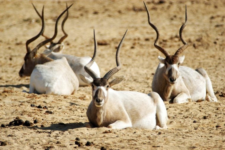 Heard of Addax rest on the ground in the desert.