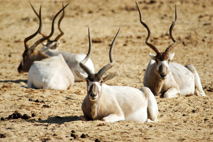 Heard of Addax rest on the ground in the desert.