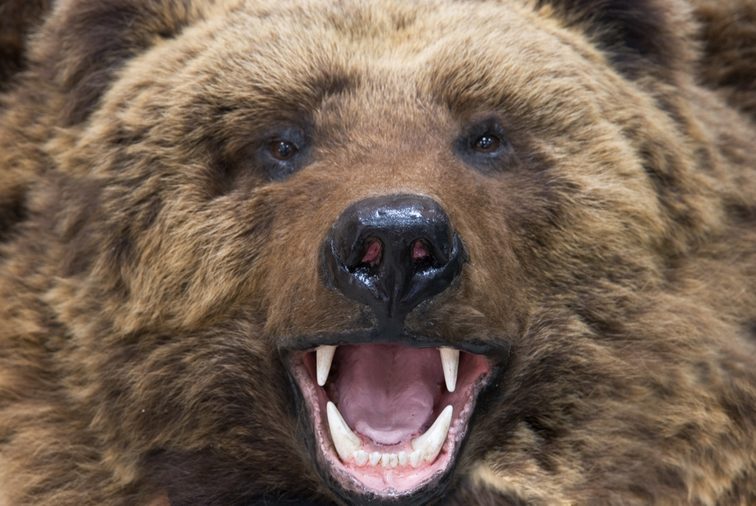 Enraged brown bear closeup