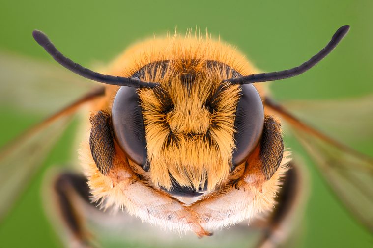 Extreme magnification - Solitaire Bee, Megachilidae