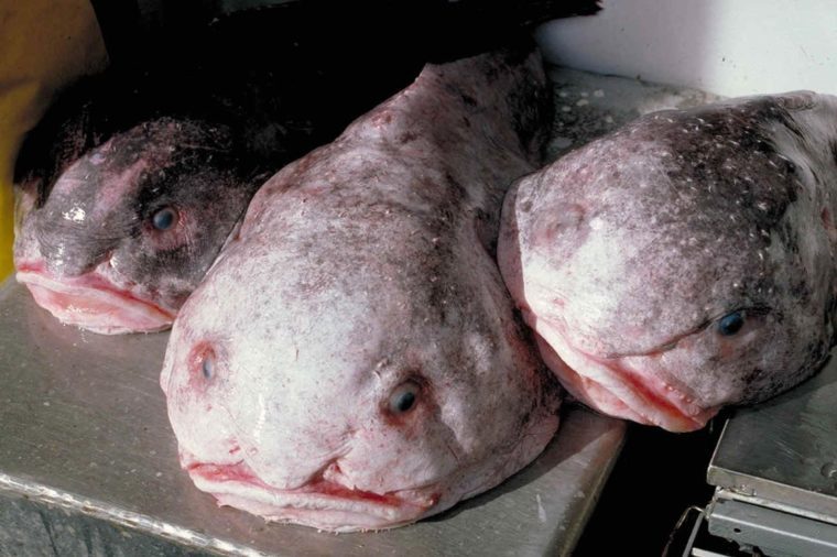 Blob sculpin (Psychrolutes phrictus) AKA blobfish