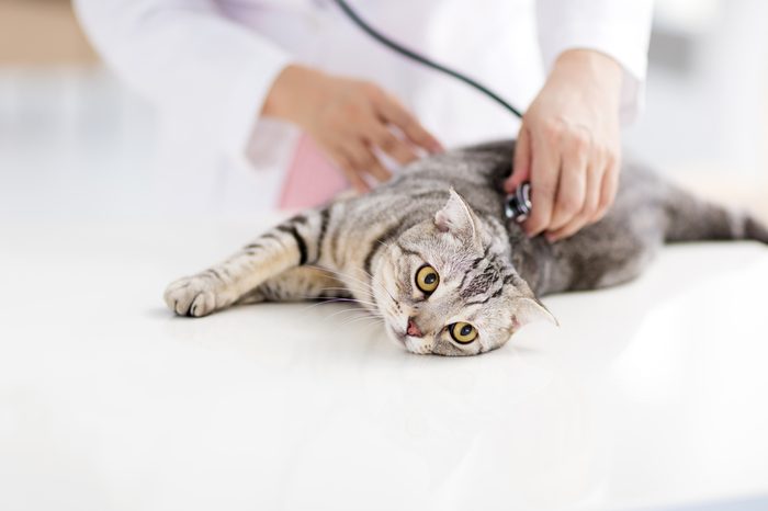 female veterinarian medical doctor with cat. dueños de gatos