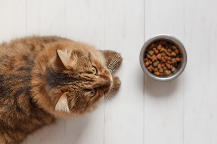 The Very Best Diet for Cats, According