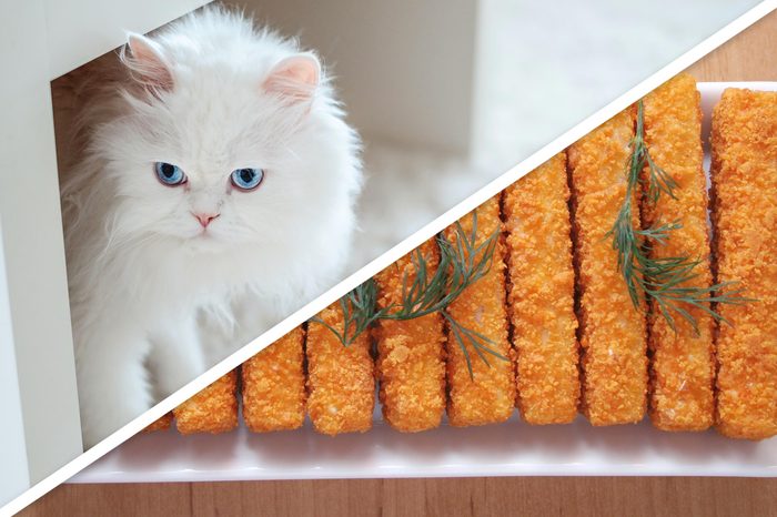 DIY pet accessories that are actually easy to make – Metro US