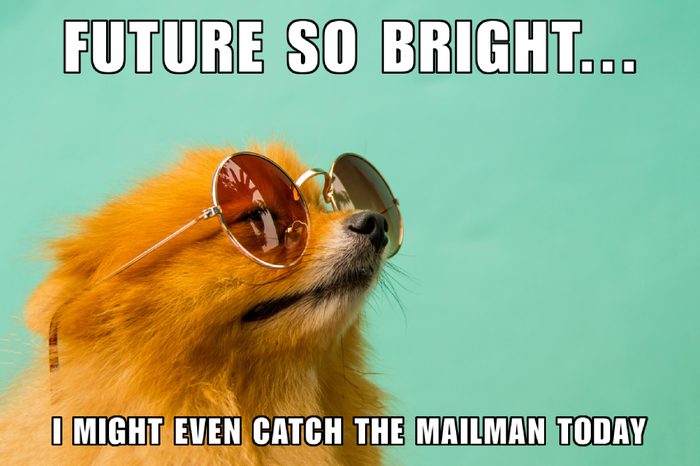 A pomeranian puppy is wearing sunglasses.