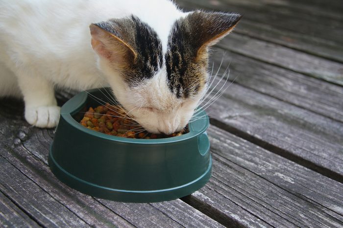 Cat eating dry food.
