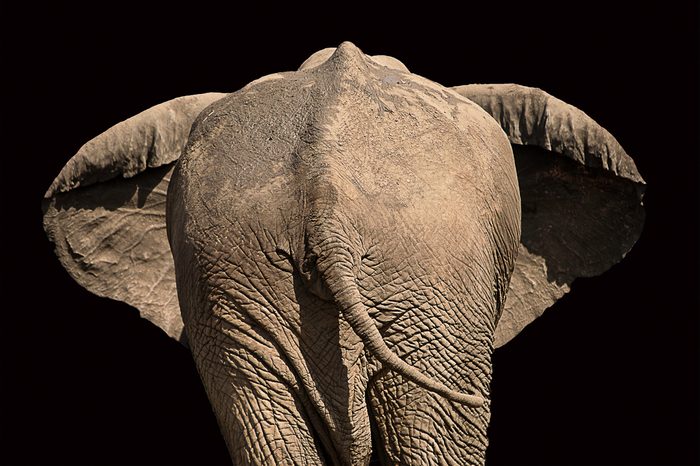 view of the rear of an elephant with ears out and black background