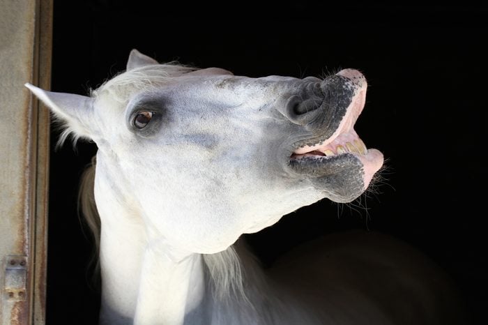White funny horse in the stable.