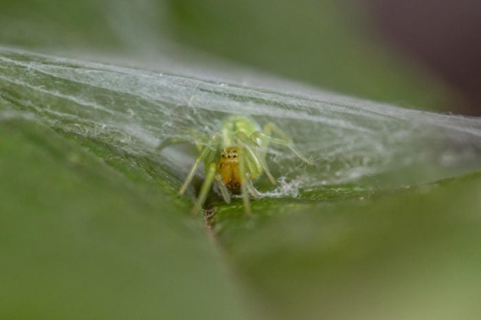 Green Leaf Web Spider - Nigma walckenaeri