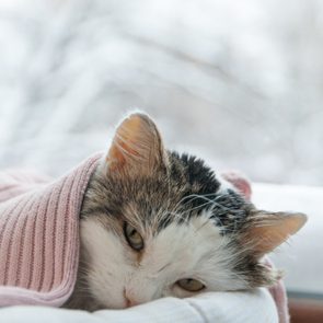 Why Do Cats Bring Home Dead Animals? | Reader's Digest