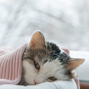 cat lies on the window in winter