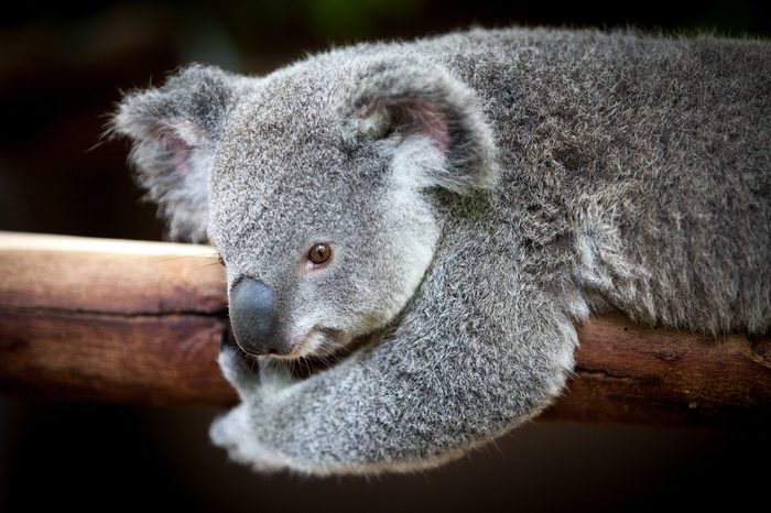 Koala bear holding on to a branch