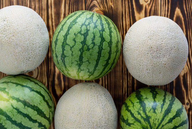Two rows of alternating ripe melons with watermelons and cantaloupe, also known as sweet melon or spanspek, on decorative wood with copy space