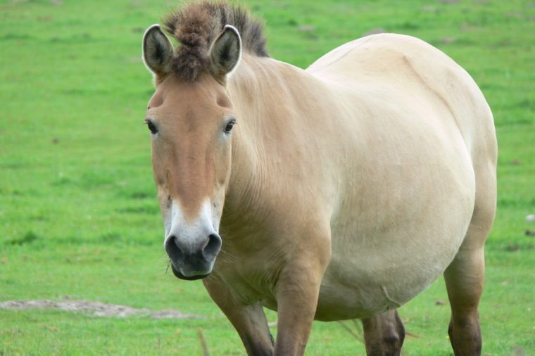 The Przewalski horse, also Takhi, Asian wild horse or Mongolian wild horse called, is the only subspecies of the wild horse which has survived in her wild form till this day.
