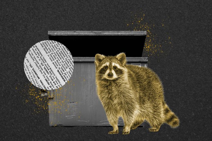 Raccoon Garbage Finds Collage