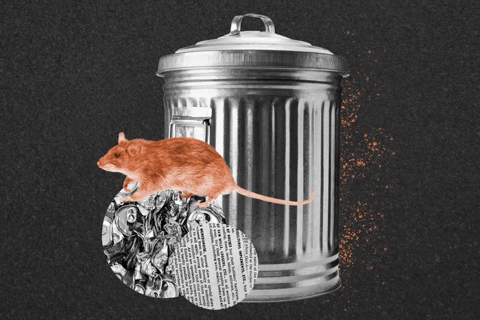 Rats Garbage Finds Collage