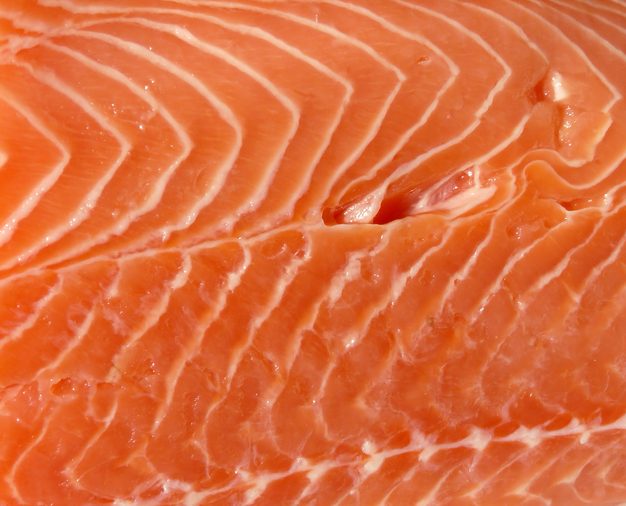 salmon closeup