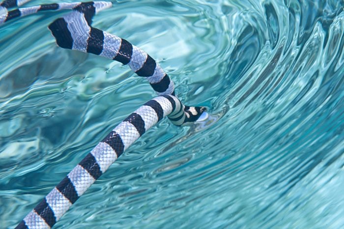 Faint-banded sea snake or belcher's sea snake ( Hydrophis belcheri )swimming to the water surface for breathing fresh air, Bali, Indonesia