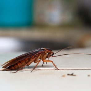 Dying cockroach Blattodea crawling around the kitchen, isolated,