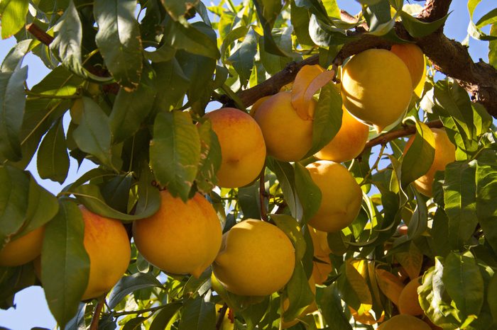 Peach plantation in California in the USA