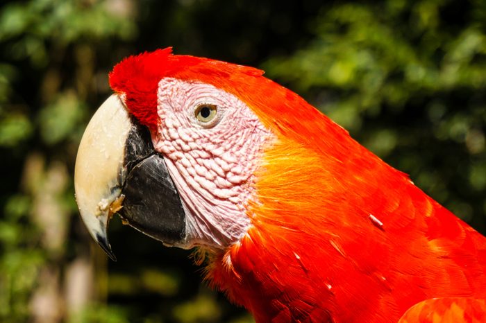 Parrot / Macaw bird in Macaw Mountain, Honduras.